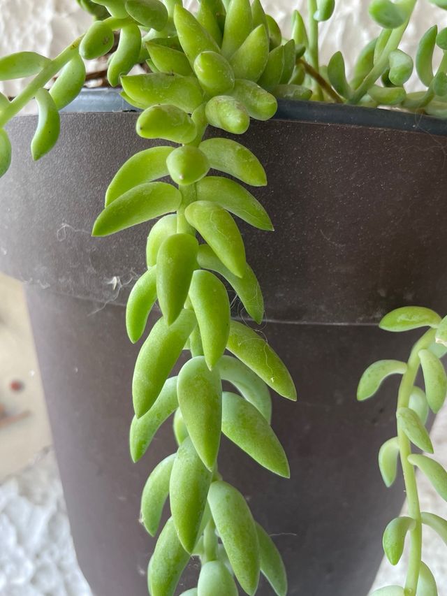 Sedum Morganianum: Pianta Grassa