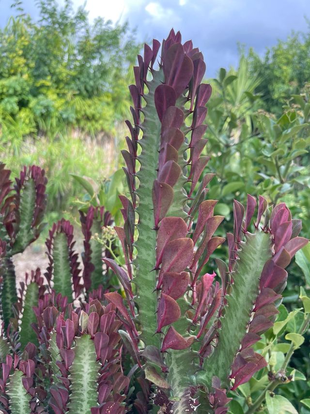 Pianta Euphorbia lactea cristata cactus