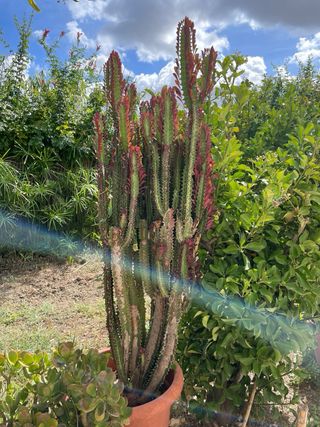 Pianta Euphorbia lactea cristata cactus