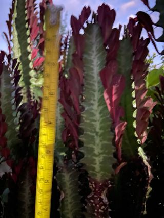 Pianta Euphorbia lactea cristata cactus
