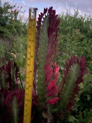 Pianta Euphorbia lactea cristata cactus