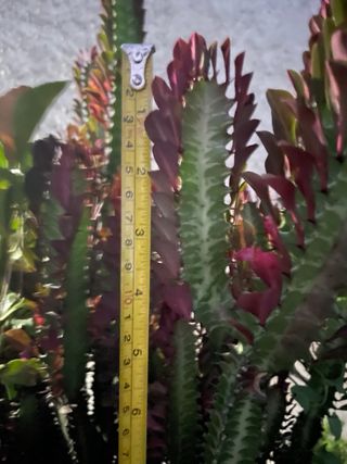 Pianta Euphorbia lactea cristata cactus