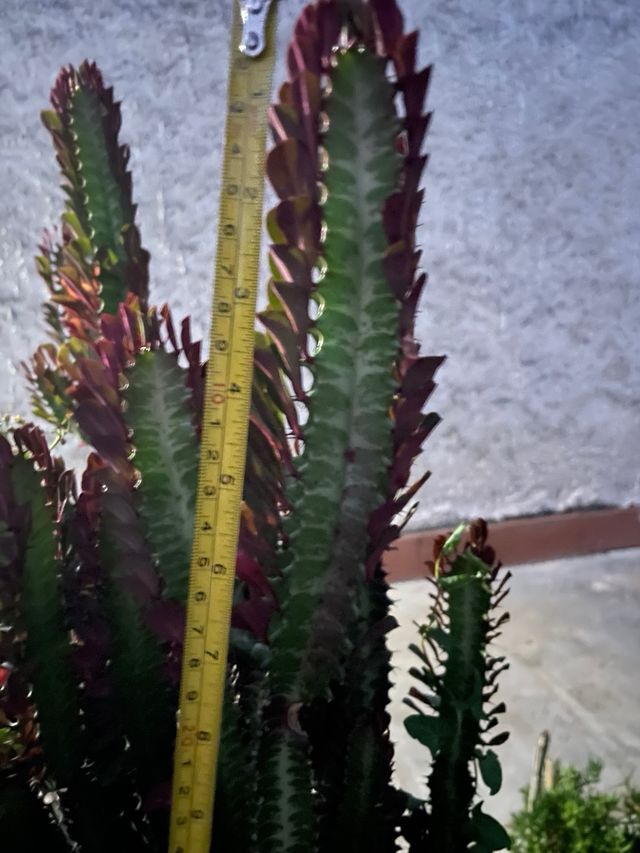 Pianta Euphorbia lactea cristata cactus