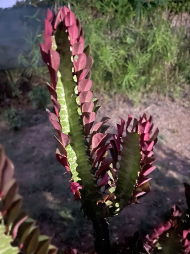Pianta Euphorbia lactea cristata cactus