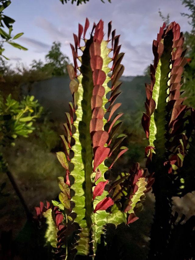 Pianta Euphorbia lactea cristata cactus