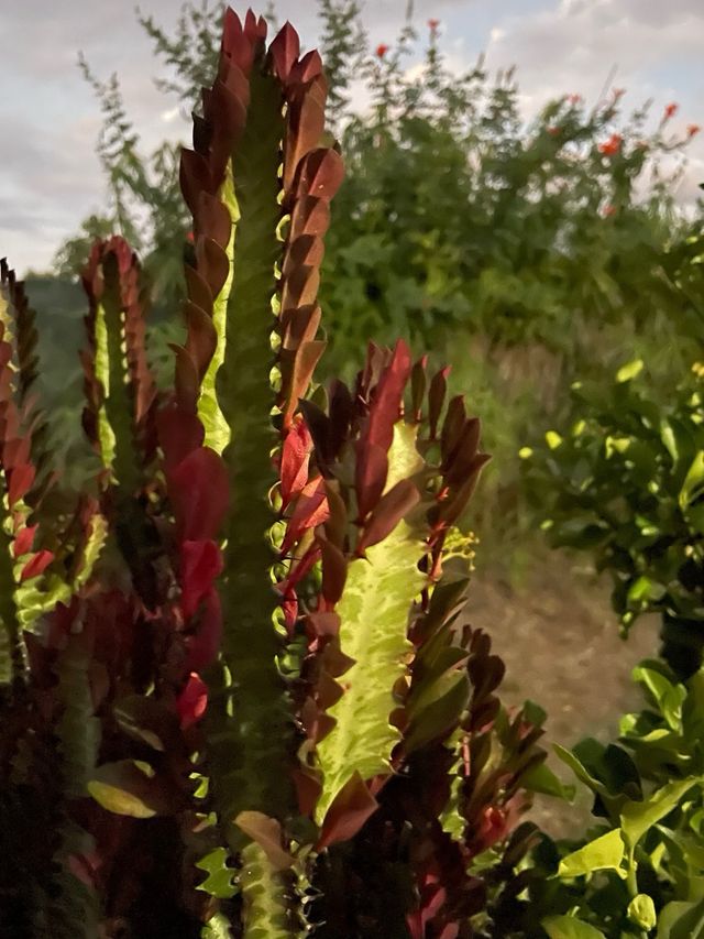 Pianta Euphorbia lactea cristata cactus