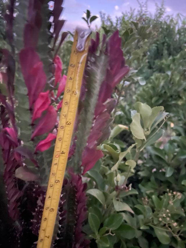 Pianta Euphorbia lactea cristata cactus