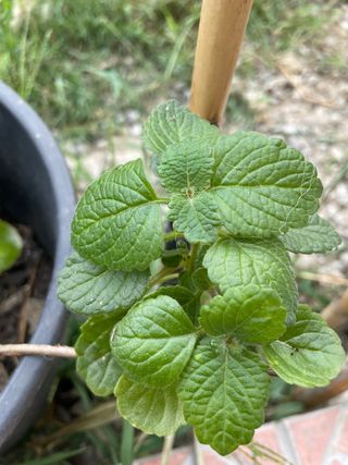 Pianta di Plectranthus