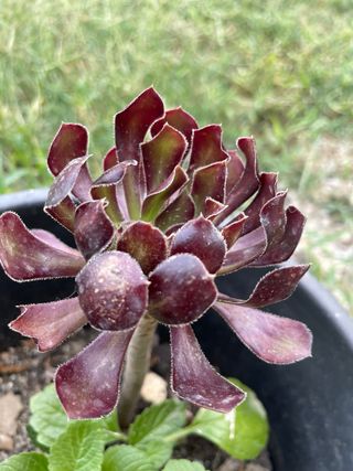 Pianta Grassa Echeveria