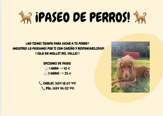 Cuidador y paseo de perros