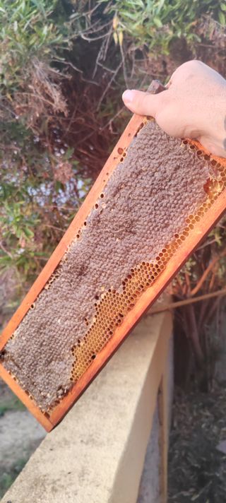 Miel pura en panal