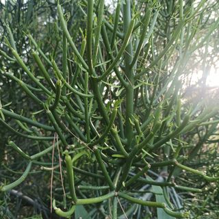 Planta Euphorbia tirucalli