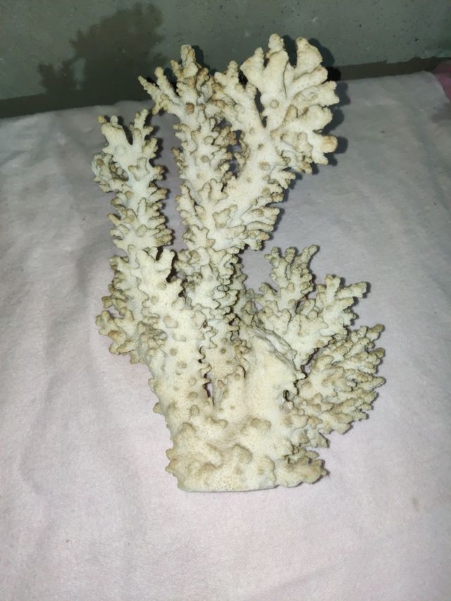 Coral blanco decoración