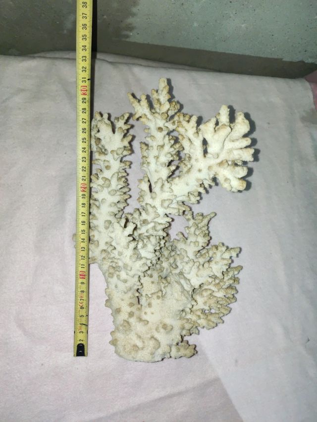 Coral blanco decoración