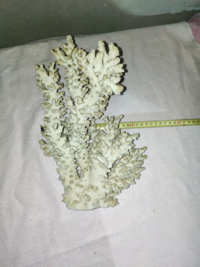 Coral blanco decoración