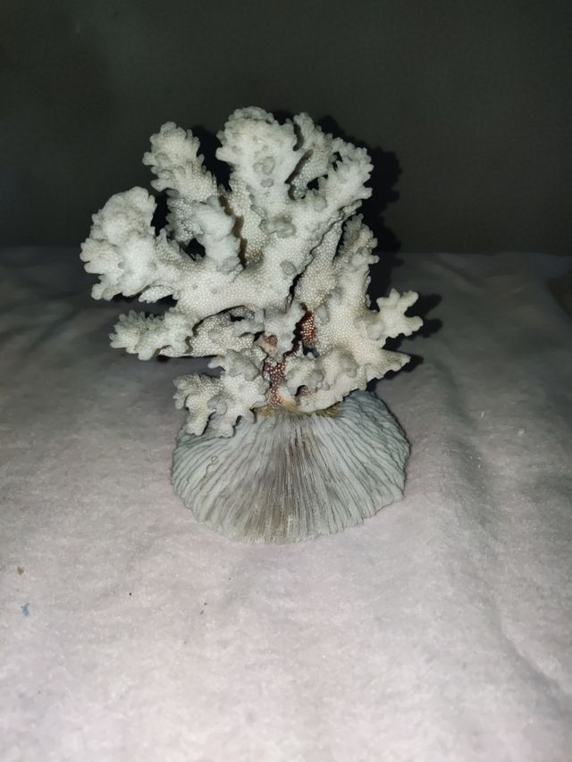 Coral blanco decorativo