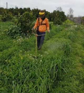  limpieza de parcelas poda de árboles 