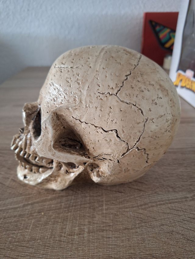 Calavera decorativa de resina