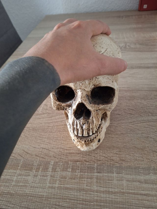 Calavera decorativa de resina