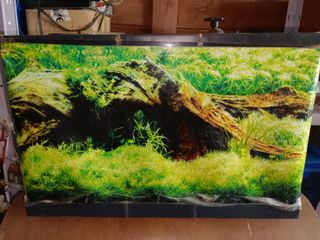 Pecera pequeña con decoración