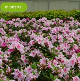 Azalea Rododendro Giapponese Indica-Simsii Vaso 14