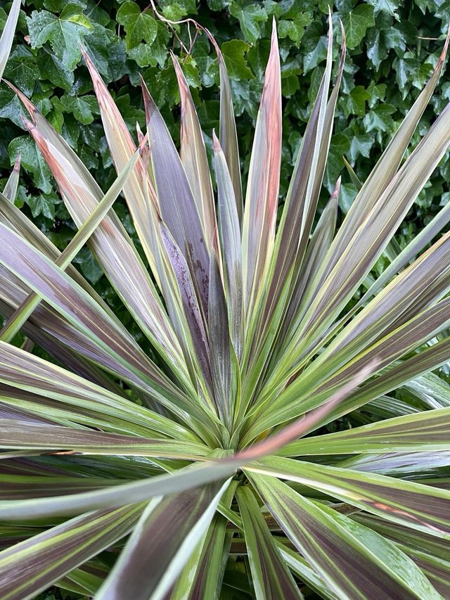 Plantas palmeras Cordyline Australis