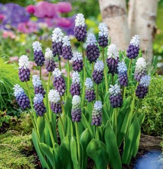 Muscari Purple Grape - 5 bulbi