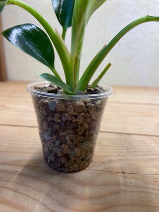 Philodendron Birkin Bebê - Planta