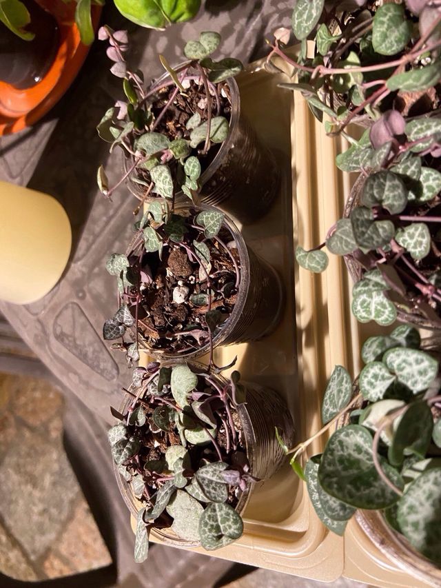 Plantas String of Hearts