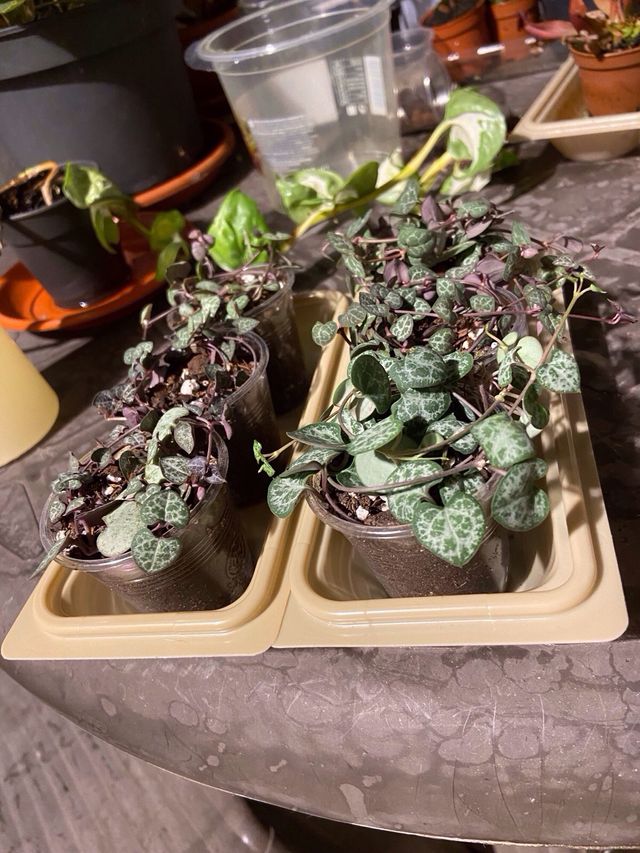 Plantas String of Hearts