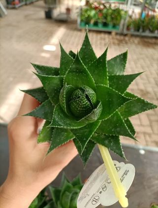 Aloe Aristata Cosmo African Collection 