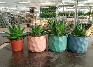 Aloe Aristata Cosmo African Collection 
