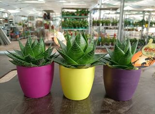 Aloe Aristata Cosmo African Collection 