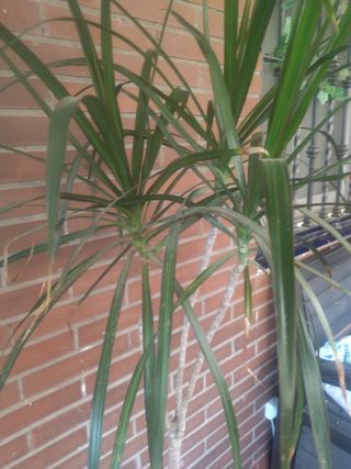 Planta palmera
