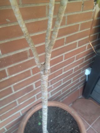 Planta palmera