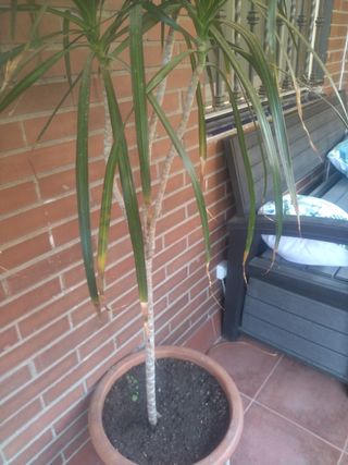 Planta palmera