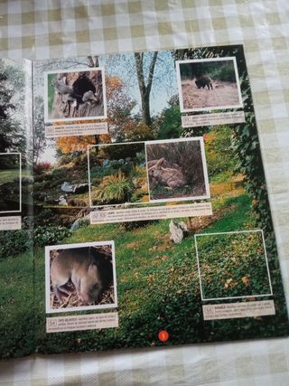 Álbum Cachorros: El Reino Animal
