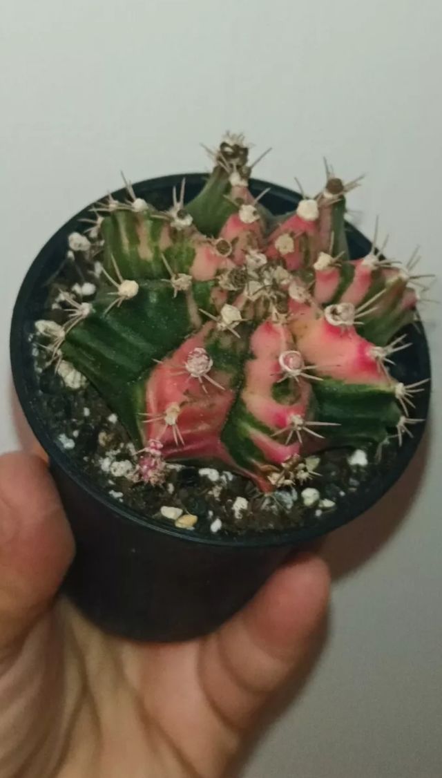 Gymnocalycium  Variegato