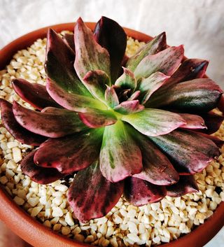 Echeveria Prince Red: pianta succulenta 14  cm