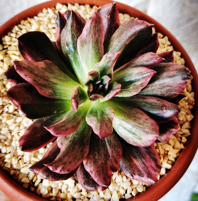 Echeveria Prince Red: pianta succulenta 14  cm