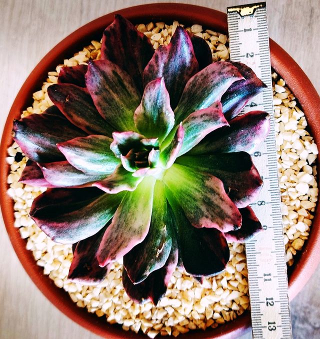 Echeveria Prince Red: pianta succulenta 14  cm