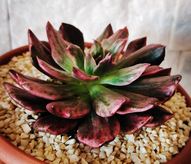 Echeveria Prince Red: pianta succulenta 14  cm