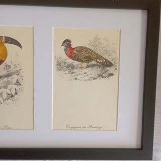 Quadri vintage con tris uccelli in cornice 40x20