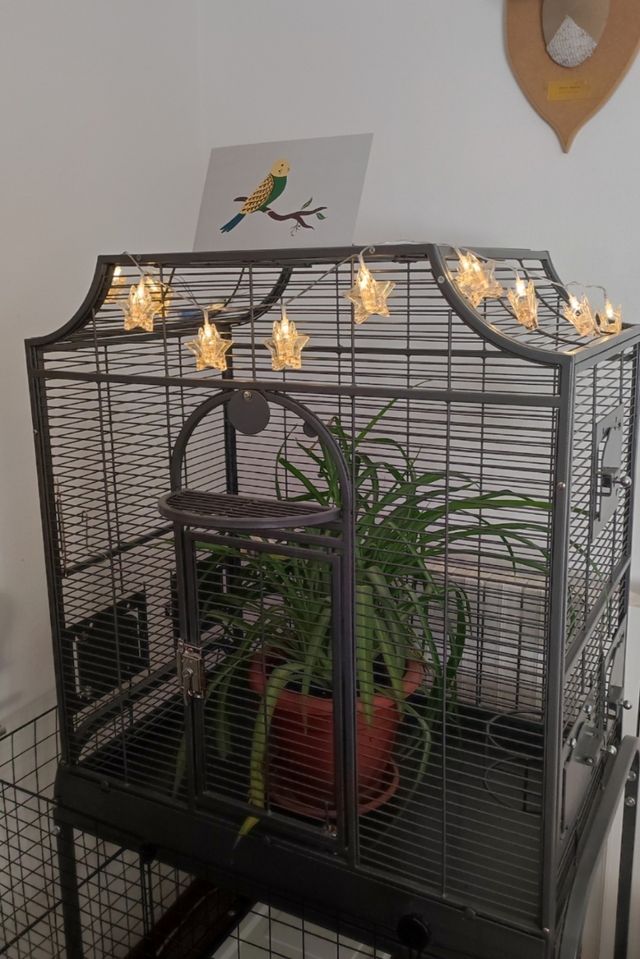 Jaula pajaros Montana Madeira negra