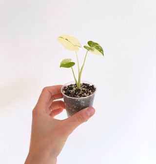 Alocasia Macrorrhiza Variegata #01 (baby)