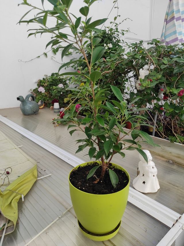 Ficus Benjamin - Pianta naturale