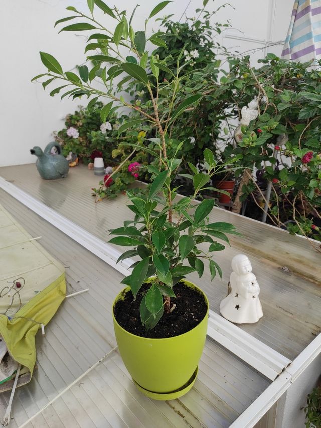 Ficus Benjamin - Pianta naturale