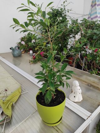 Ficus Benjamín - Planta natural