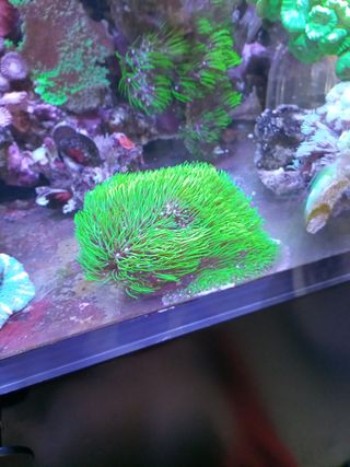 Decoración para acuario