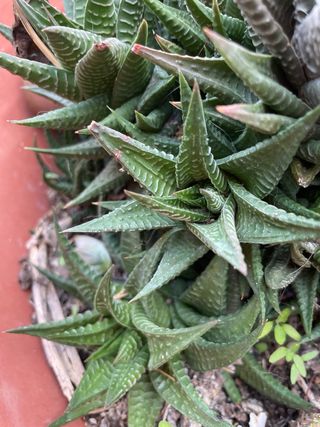 Pianta Grassa Haworthia